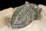 Pseudocryphaeus (Cryphina) Trilobite - Lghaft, morocco #165934-3